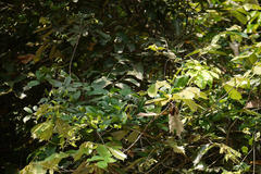 Pterospermum xylocarpum